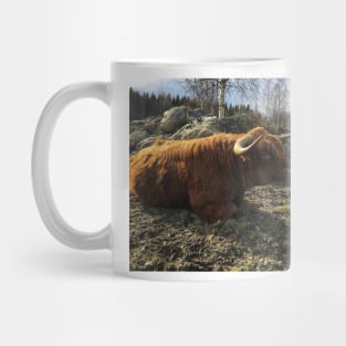 Scottish Highland Cattle Bull 2384 Mug